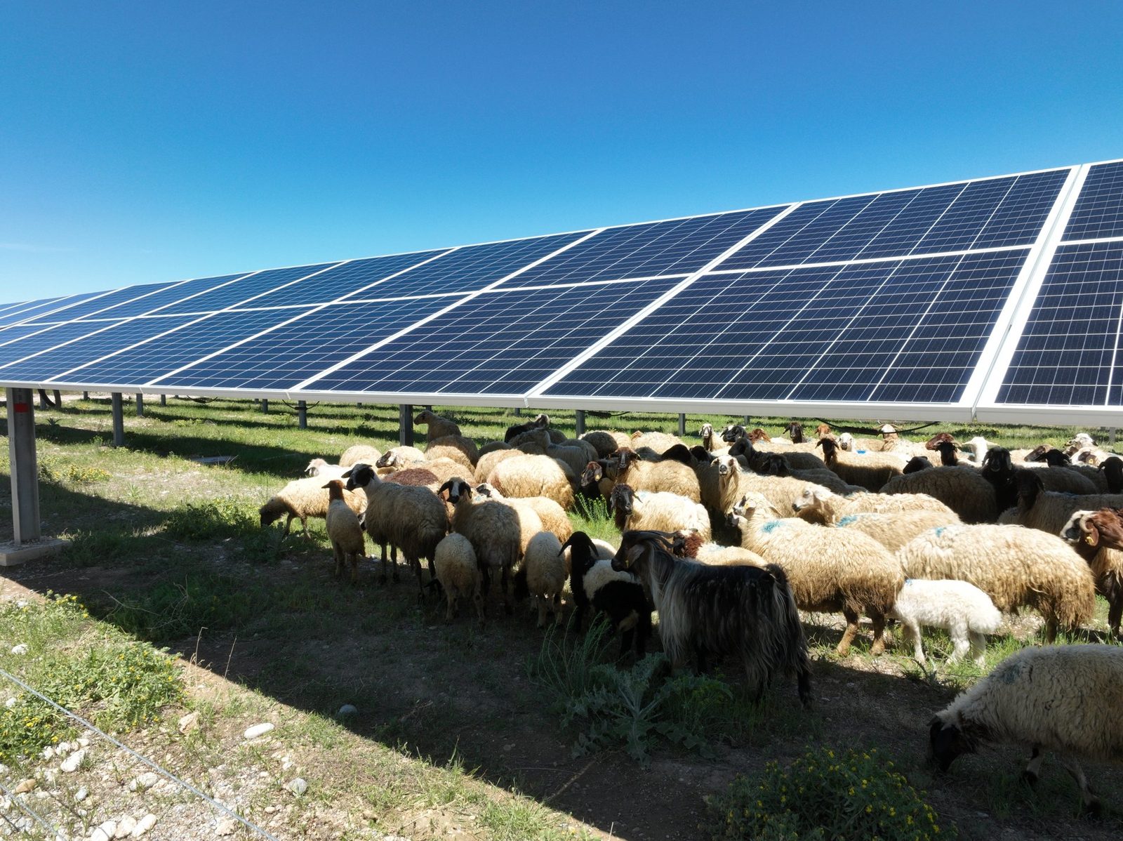 Sheep grazing beneath a solar array